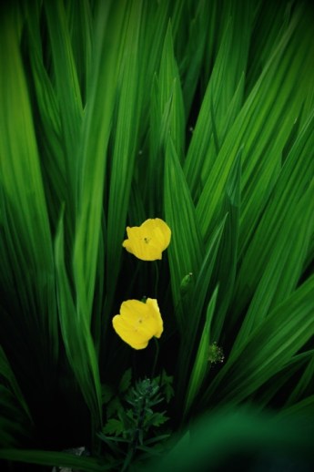 283377_1822639295825_2590_n